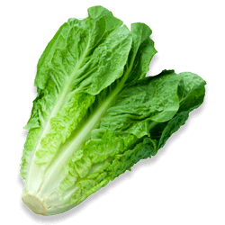 Laitue Romaine